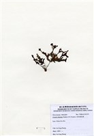 藏品(有柄褐扇藻)的圖片